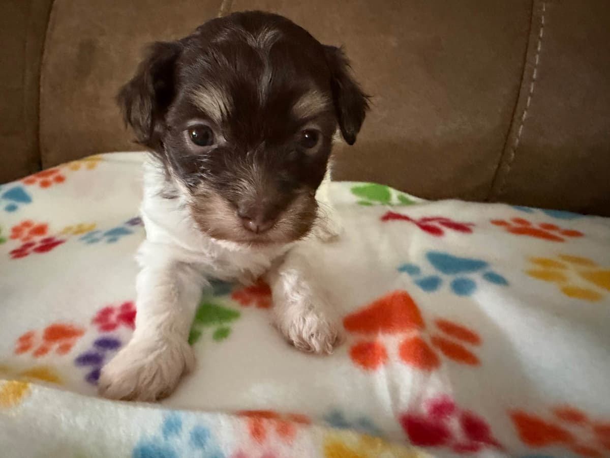 Havanese Puppies breeder image 7