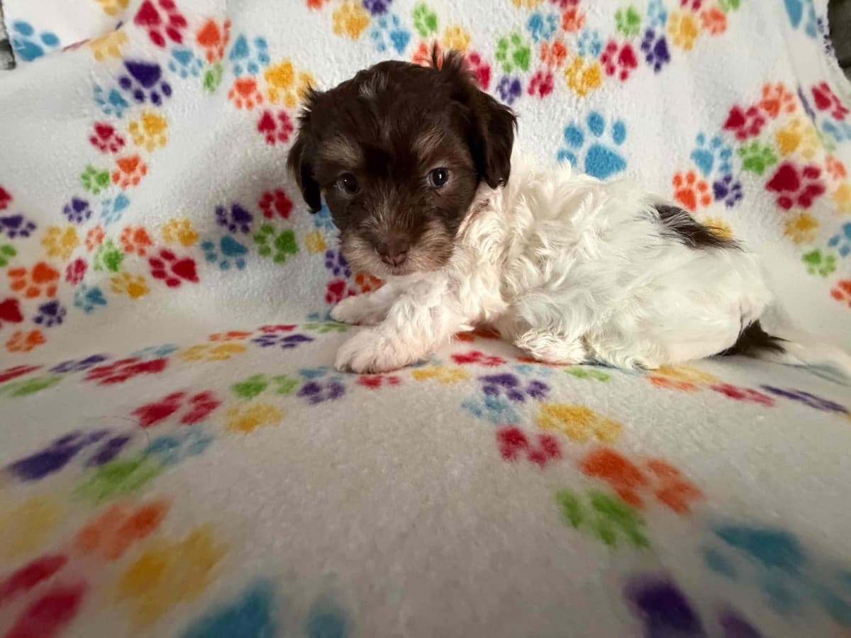 Havanese Puppies breeder image 6