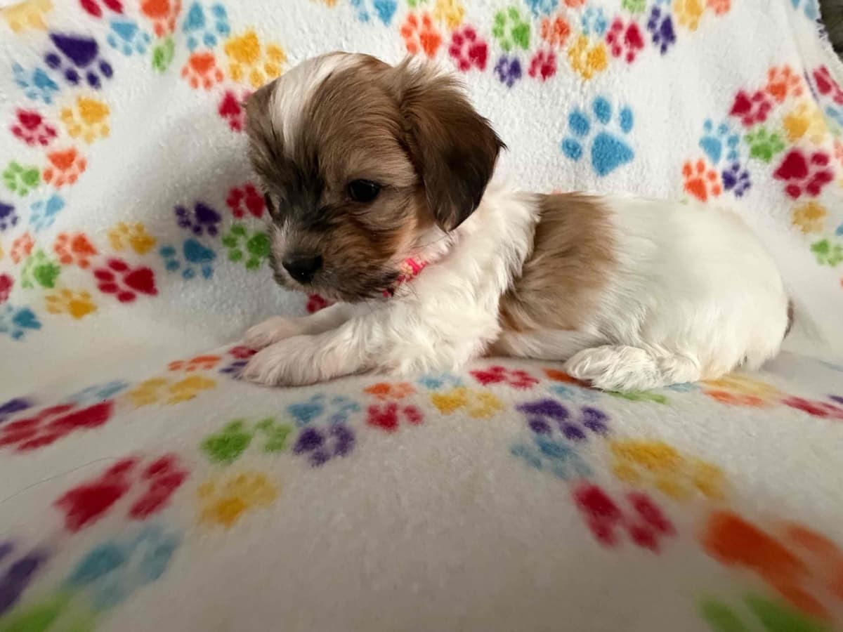Havanese Puppies breeder image 11