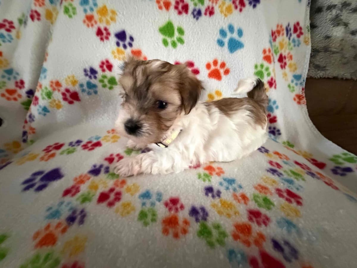 Havanese Puppies breeder image 14