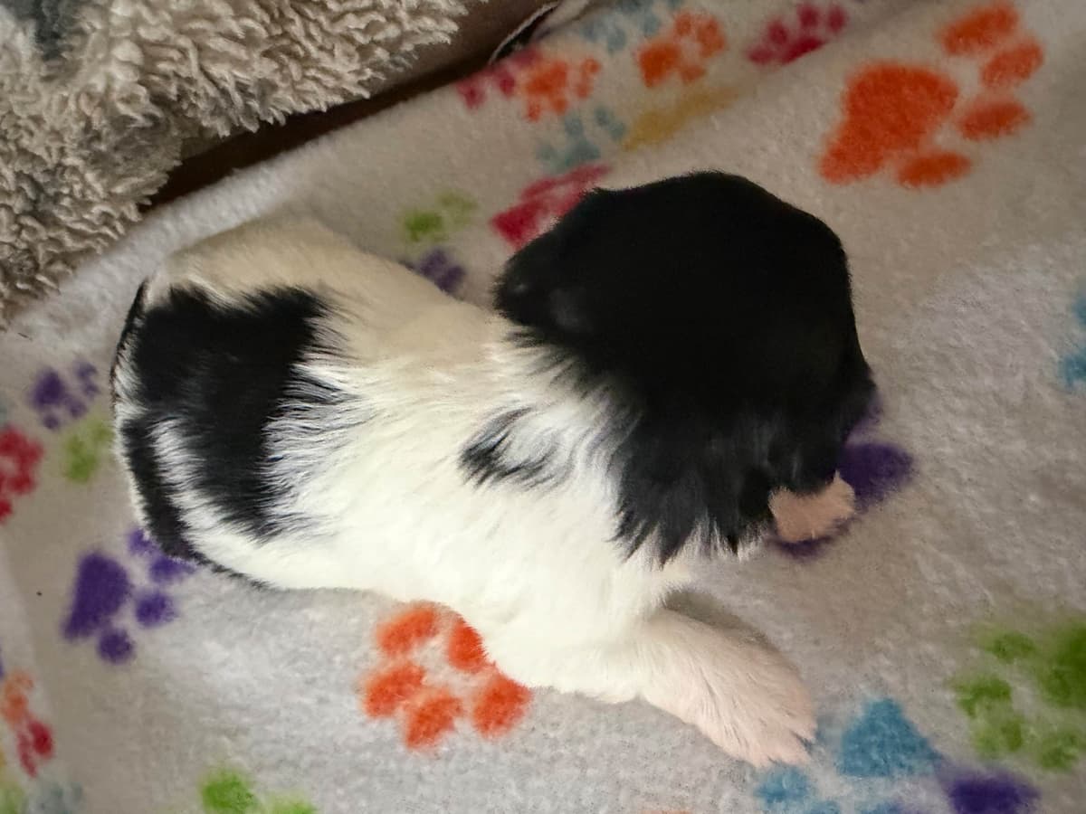 Havanese Puppies breeder image 10