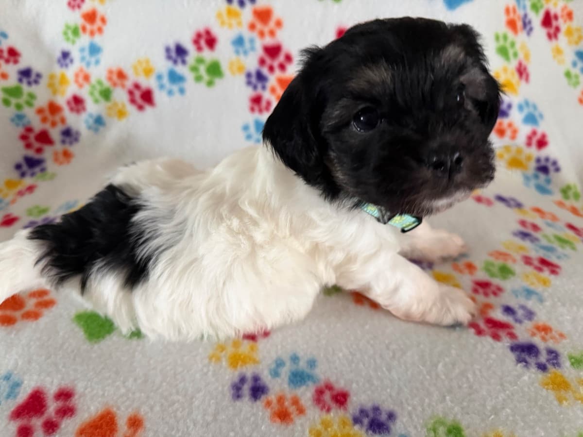Havanese Puppies breeder image 17