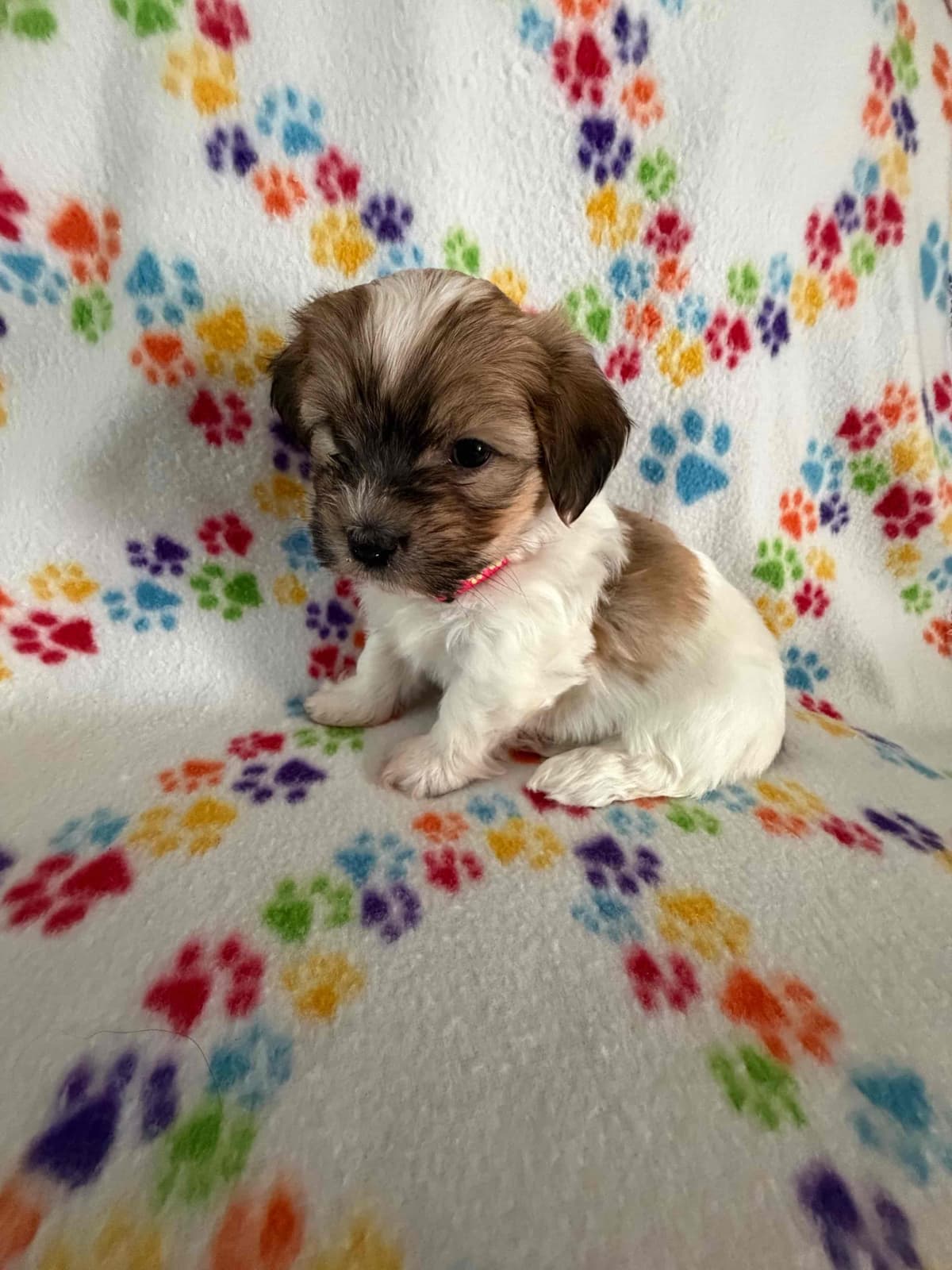 Havanese Puppies breeder image 12