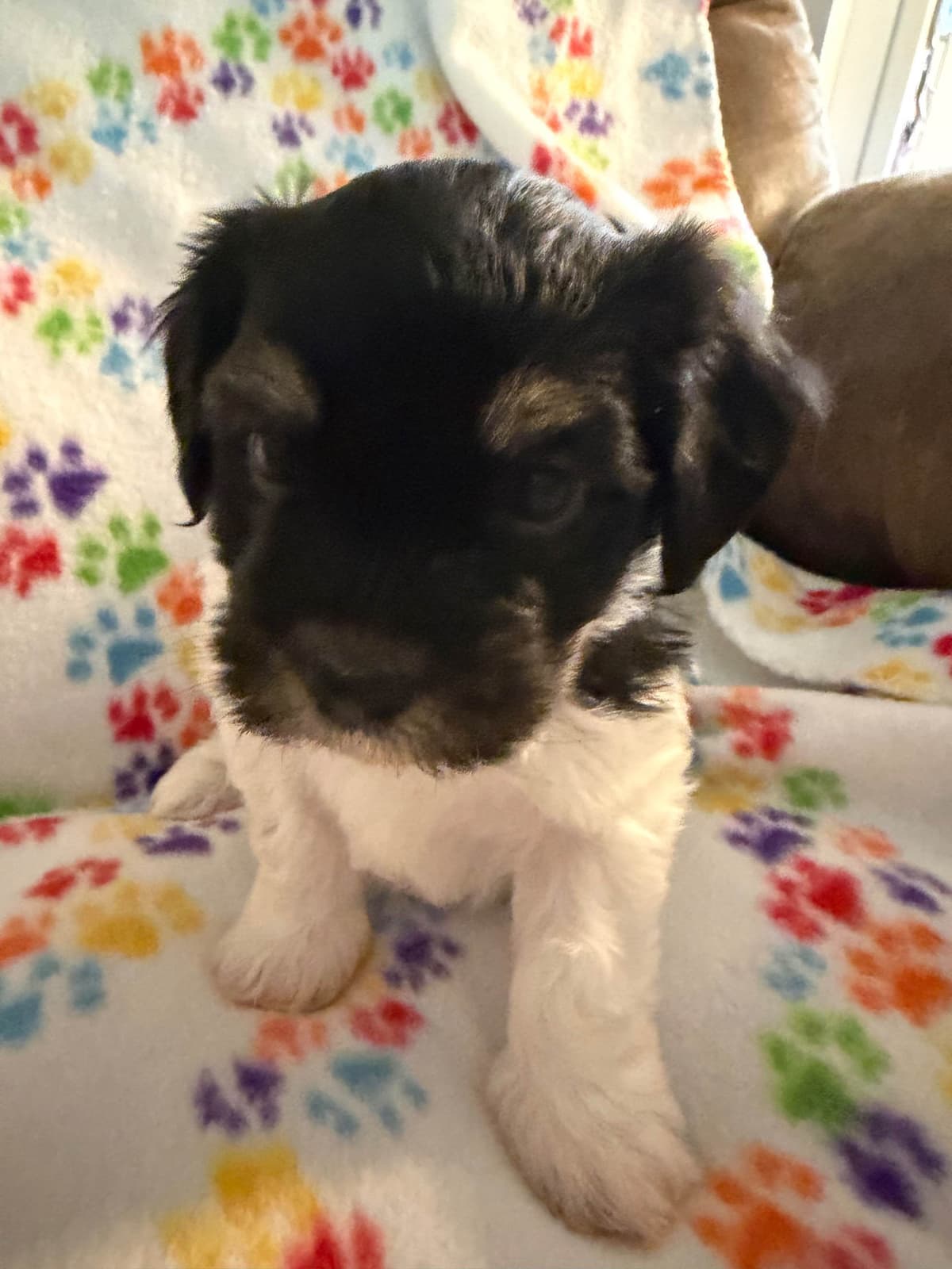 Havanese Puppies breeder image 4