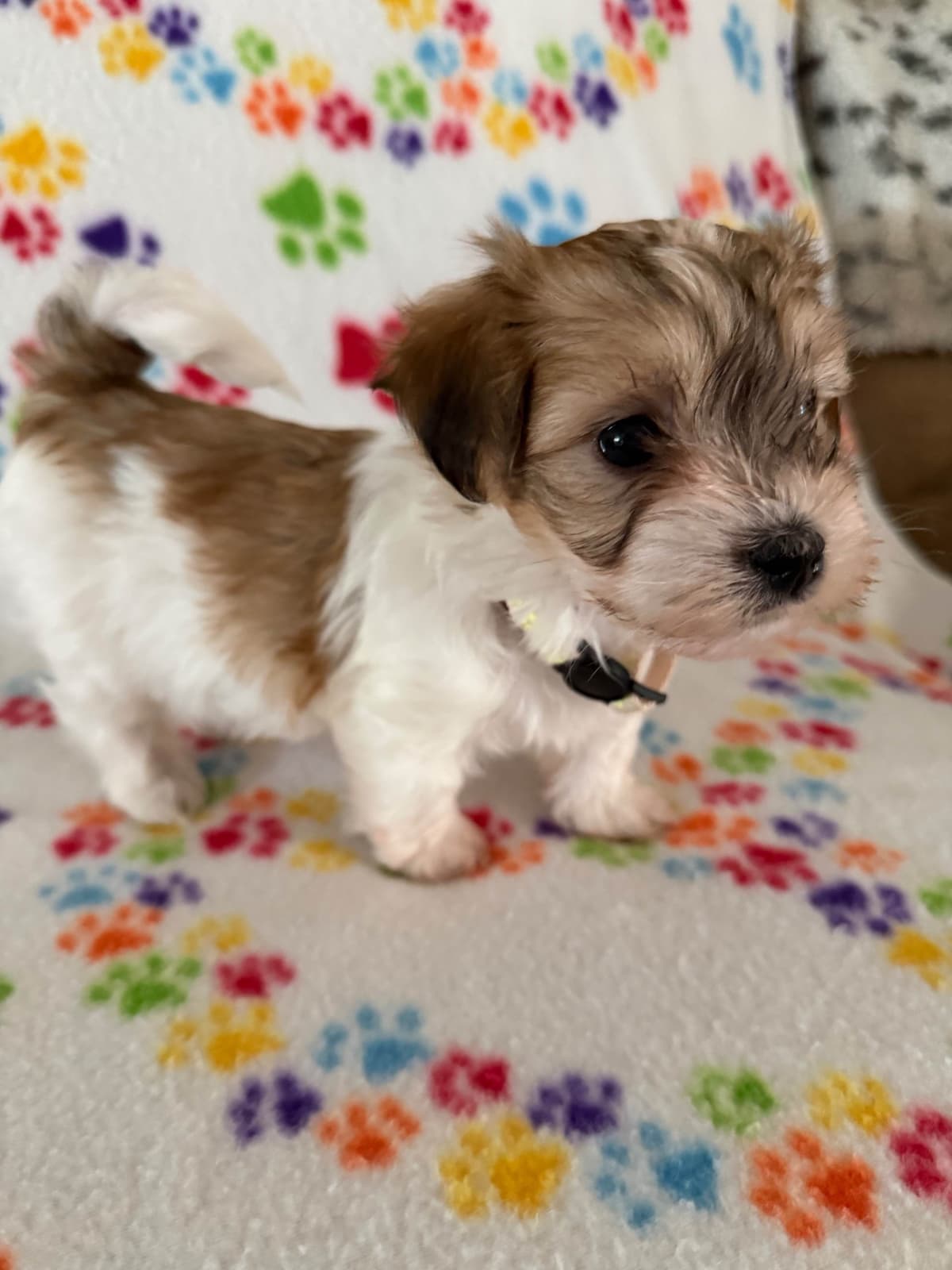 Havanese Puppies breeder image 15