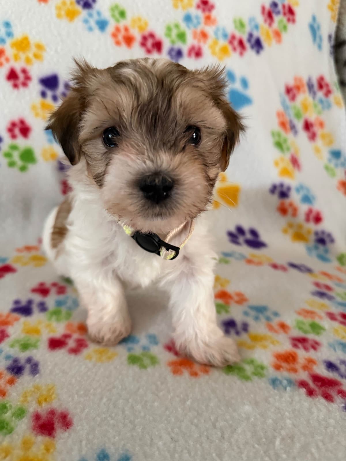 Havanese Puppies breeder image 13
