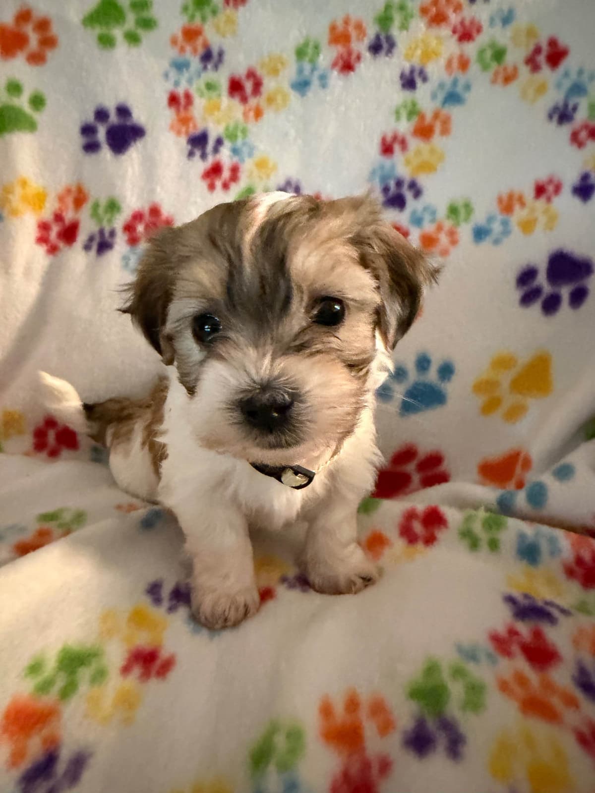 Havanese Puppies breeder image 16