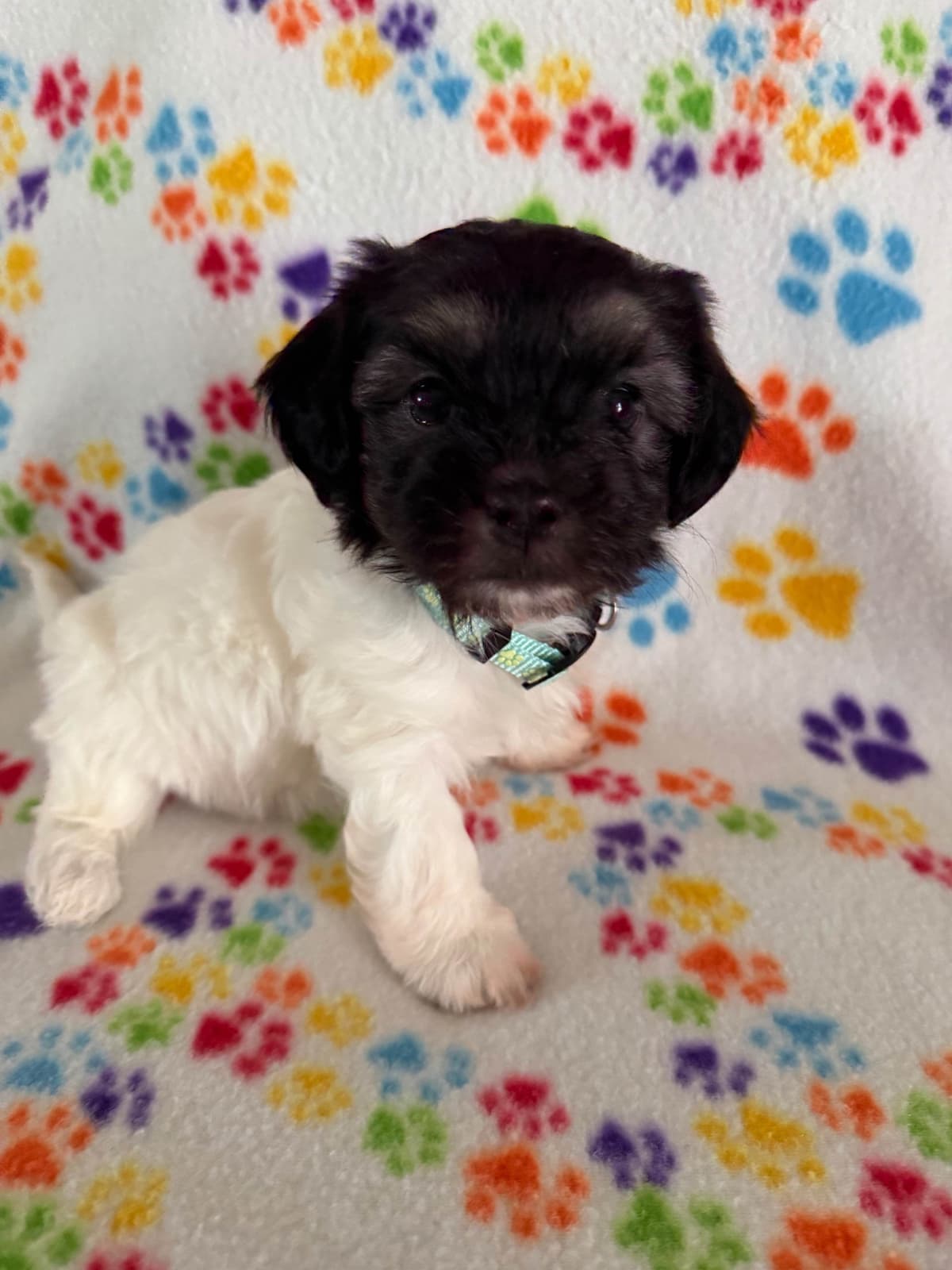 Havanese Puppies breeder image 18