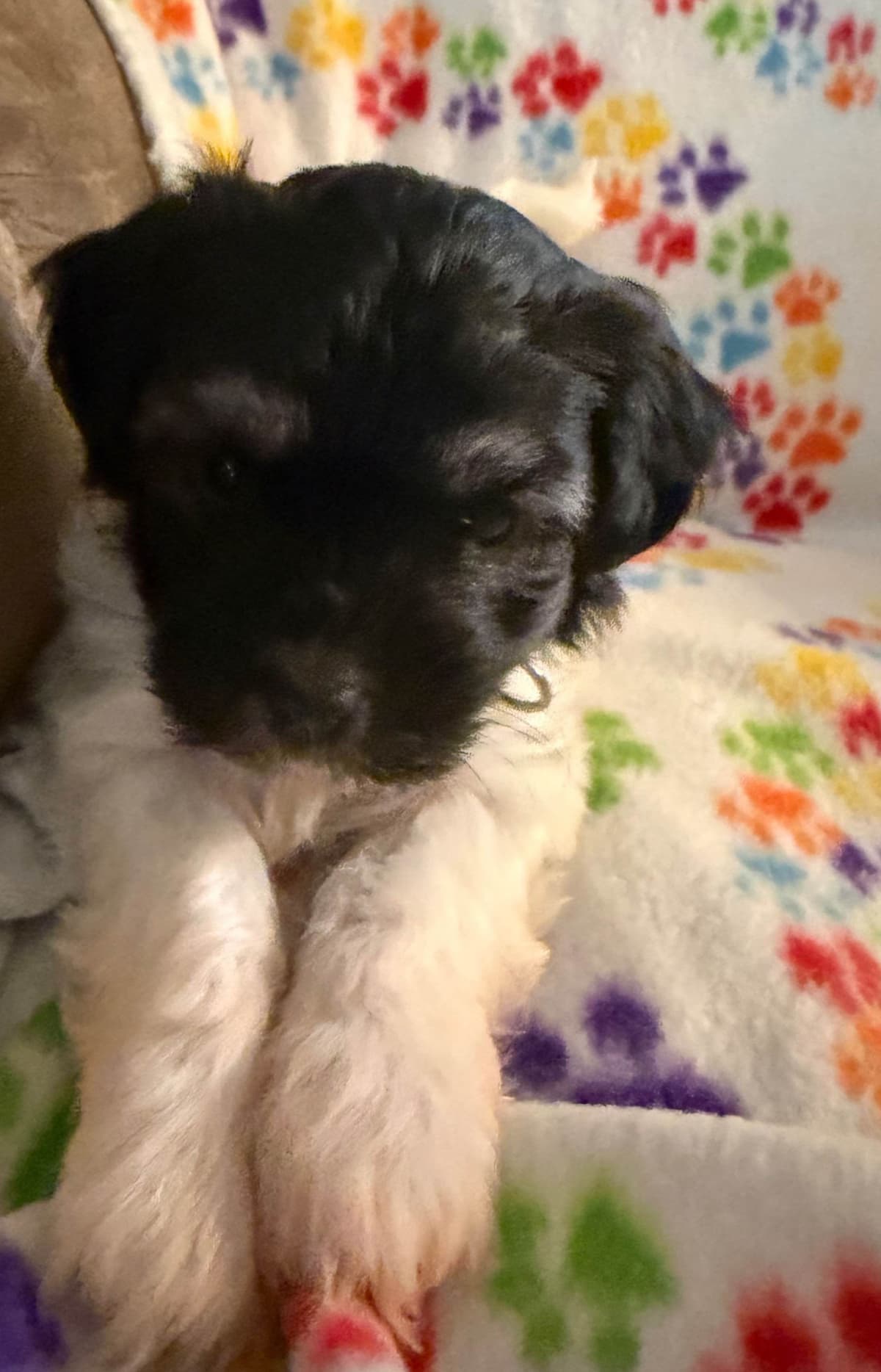 Havanese Puppies breeder image 19