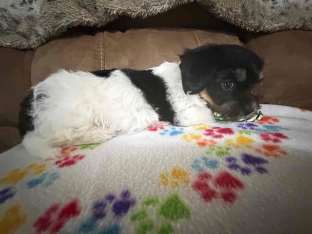 Havanese Puppies media 18
