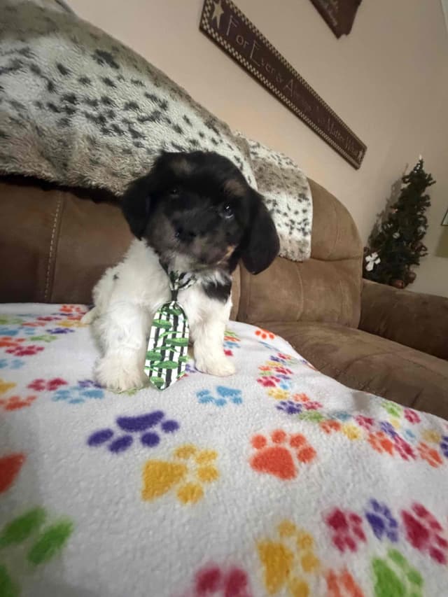 Havanese Puppies media 19