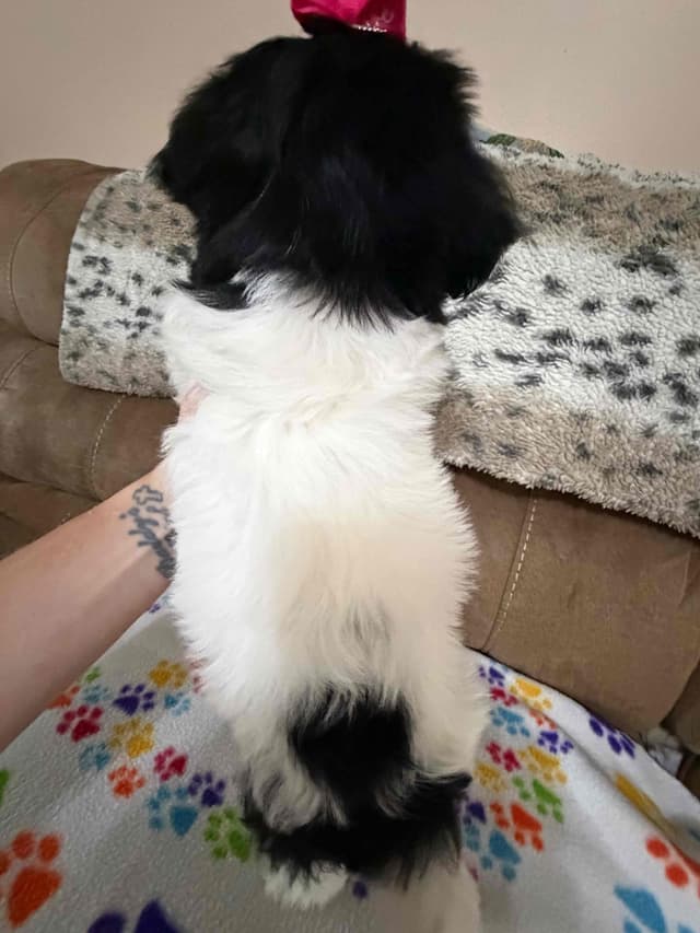 Havanese Puppies media 20