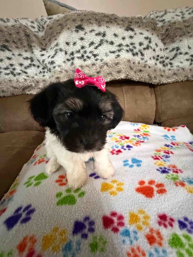 Havanese Puppies media 21