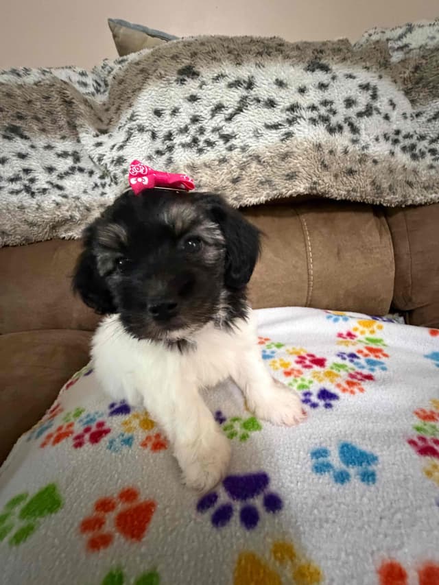 Havanese Puppies media 22