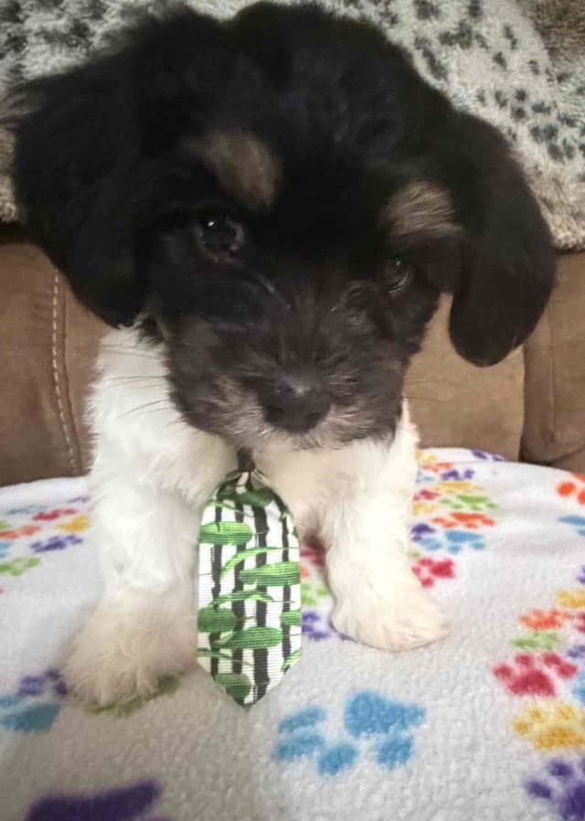 Havanese Puppies media 23