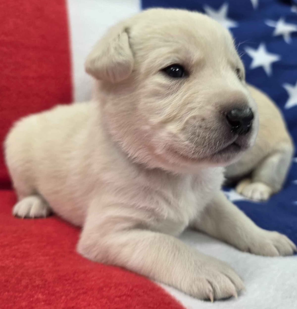 Labrador Retriever Puppies breeder image 1