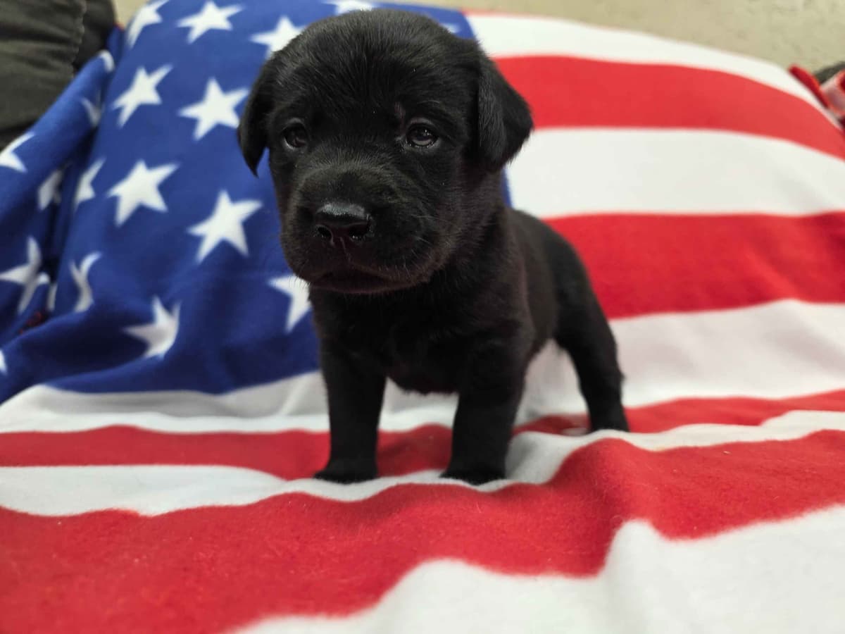 Labrador Retriever Puppies breeder image 2