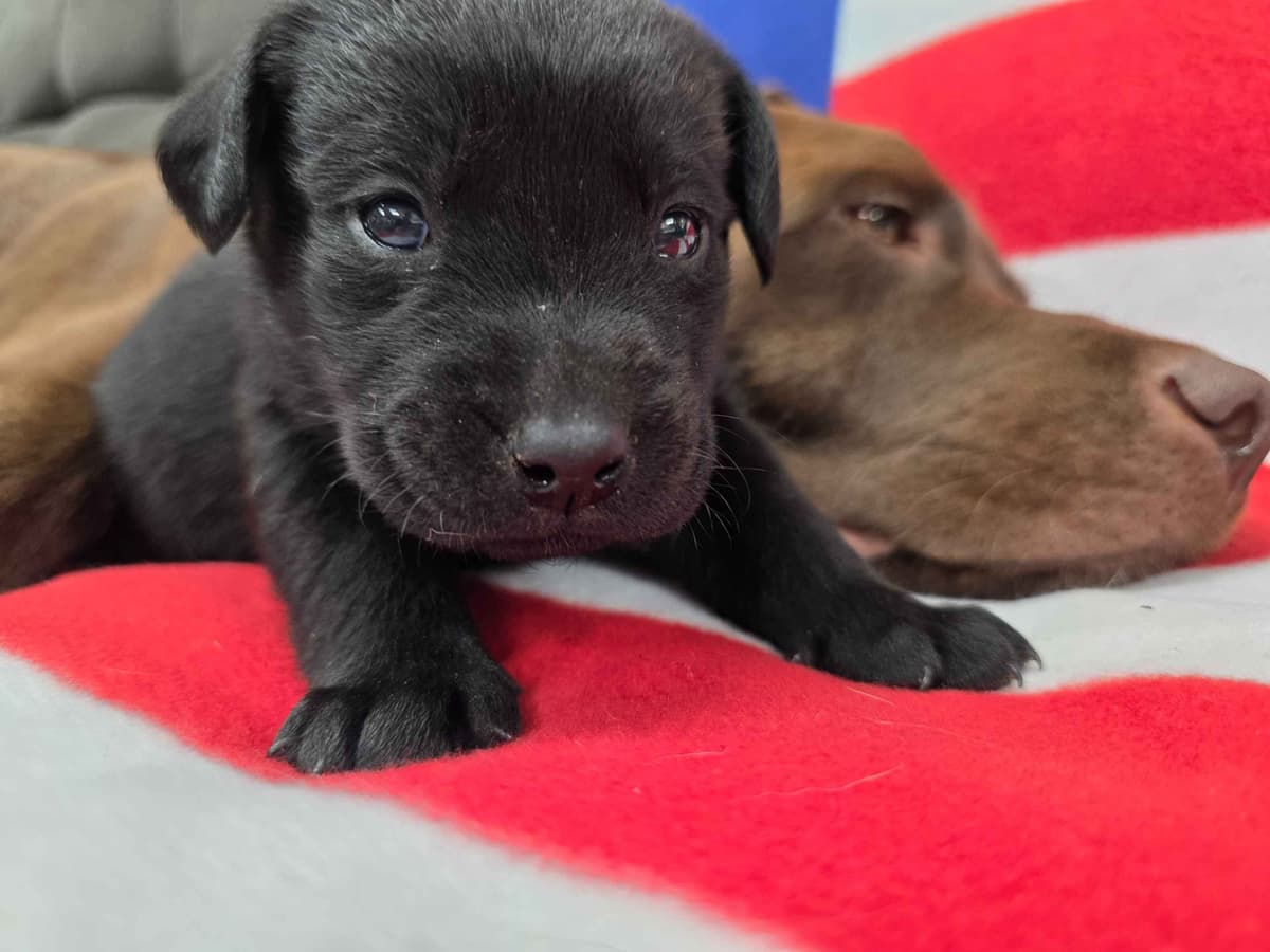 Labrador Retriever Puppies breeder image 3
