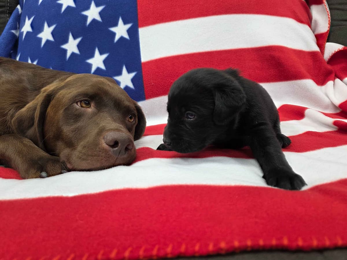 Labrador Retriever Puppies breeder image 4