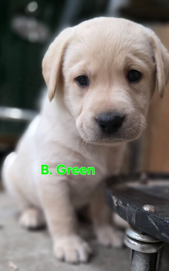 Labrador Retriever Puppies media 6