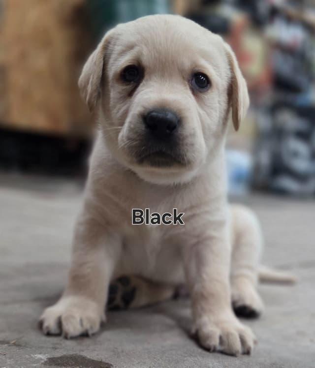 Labrador Retriever Puppies media 9