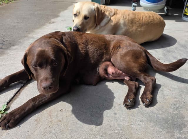 Labrador Retriever Puppies media 12