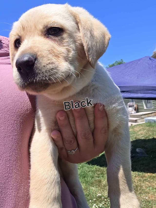 Labrador Retriever Puppies media 13