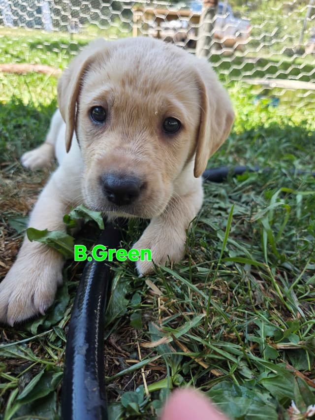 Labrador Retriever Puppies media 15