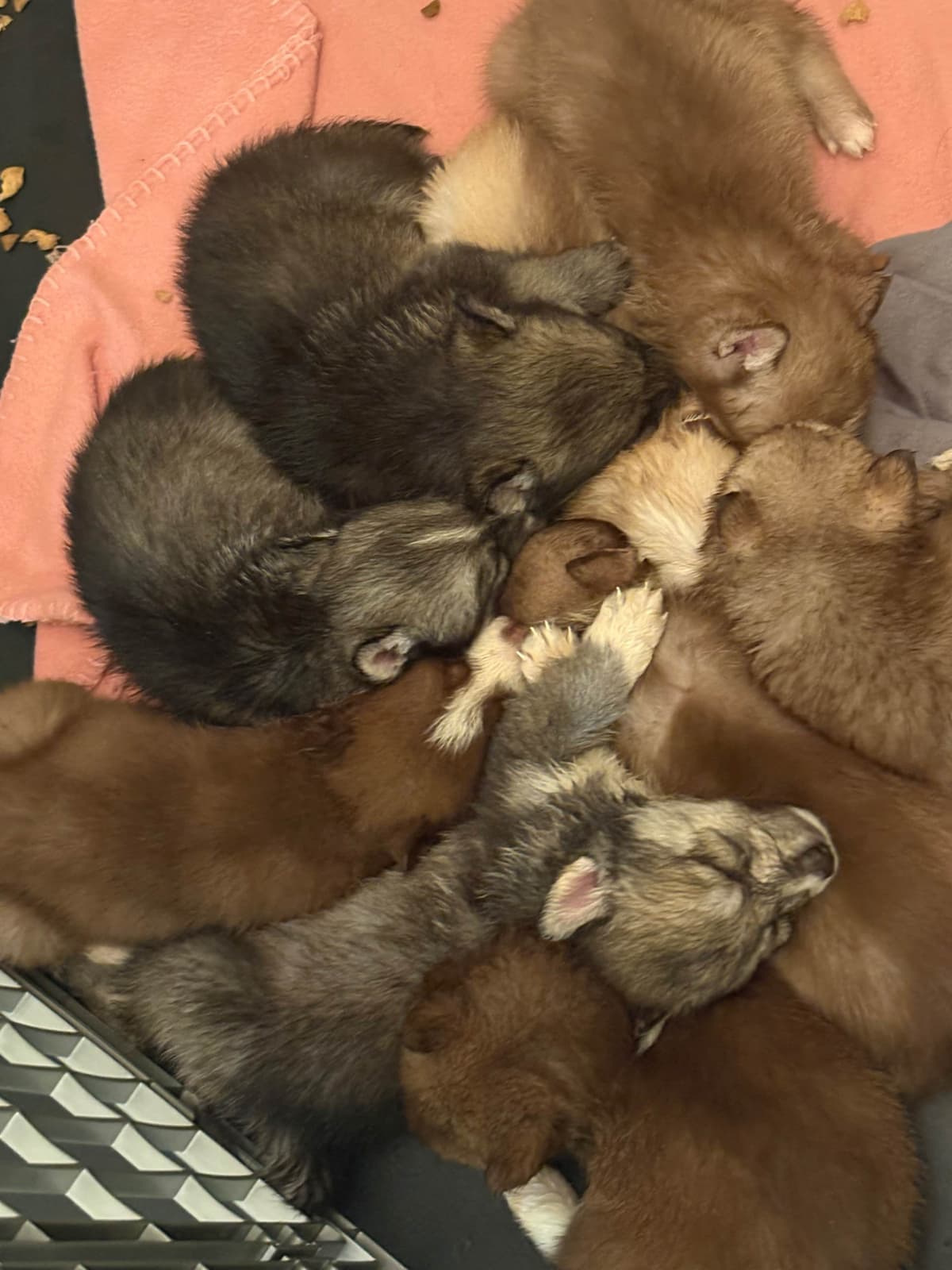 Siberian Husky Puppies breeder image 1