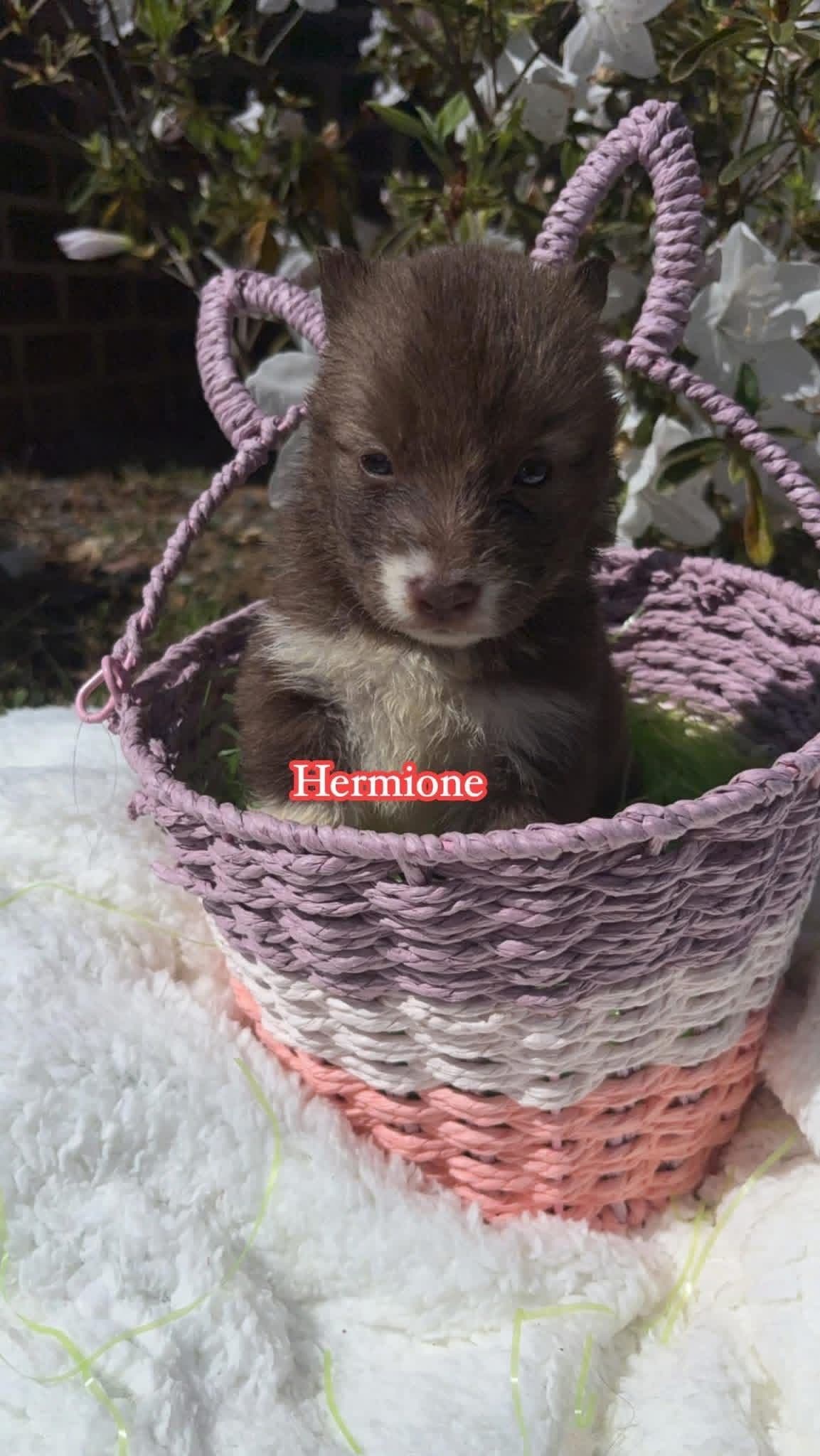 Siberian Husky Puppies breeder image 2