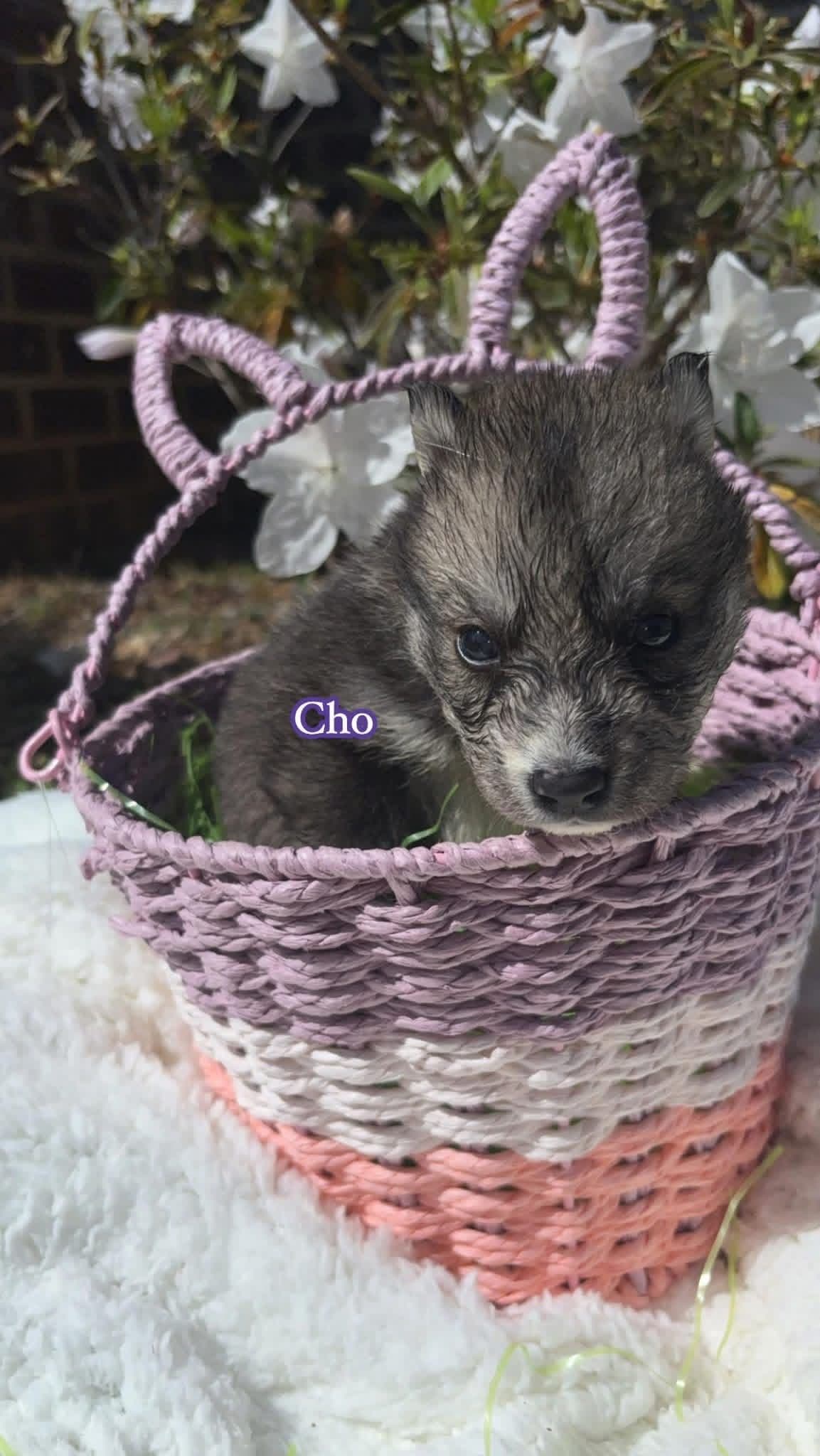 Siberian Husky Puppies breeder image 3