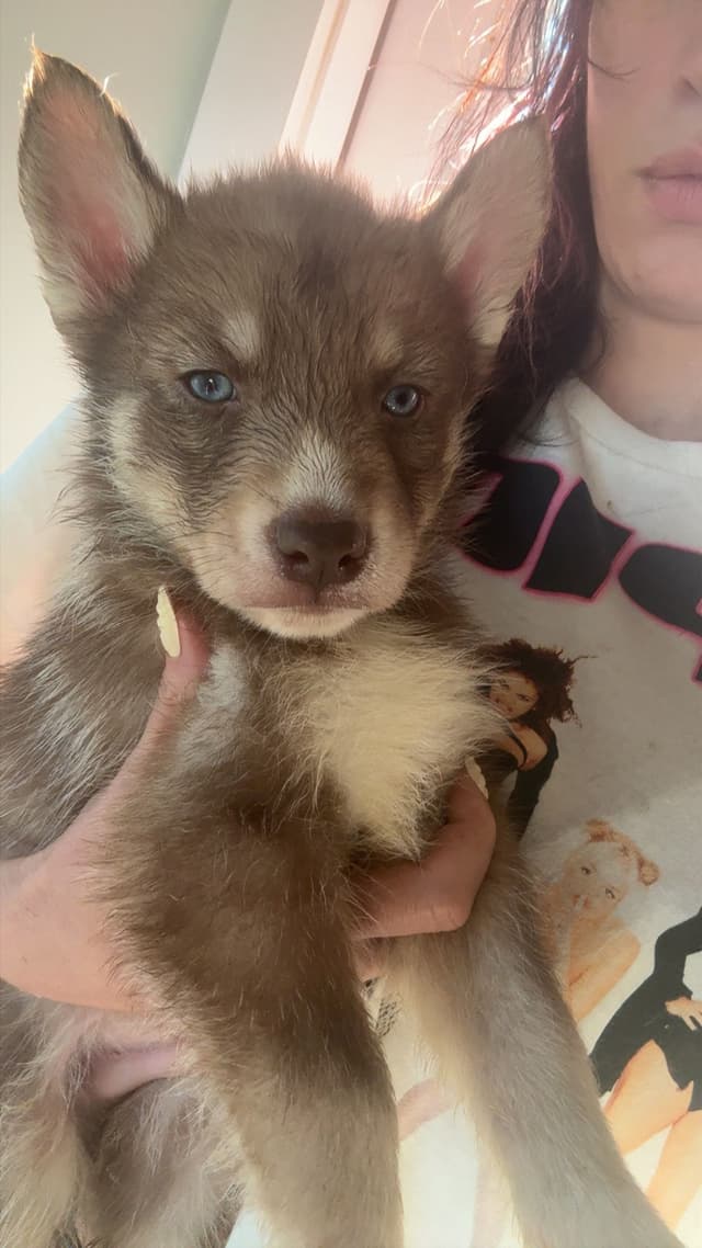 Siberian Husky Puppies media 2