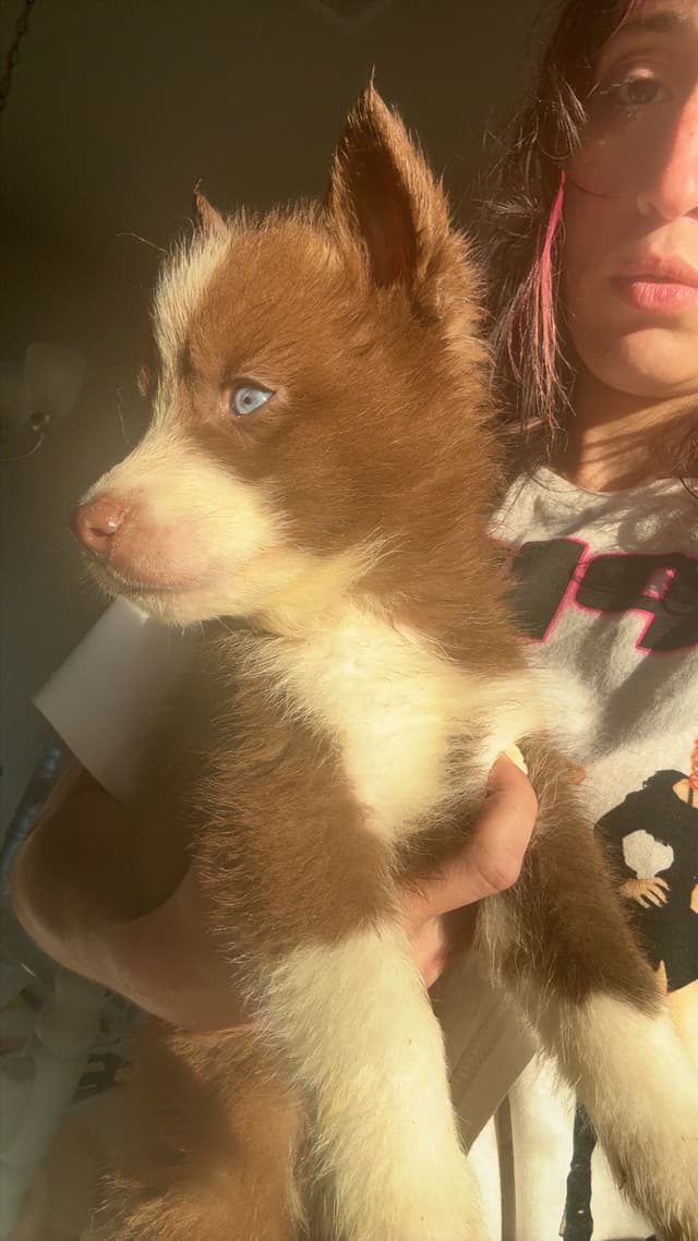 Siberian Husky Puppies media 3