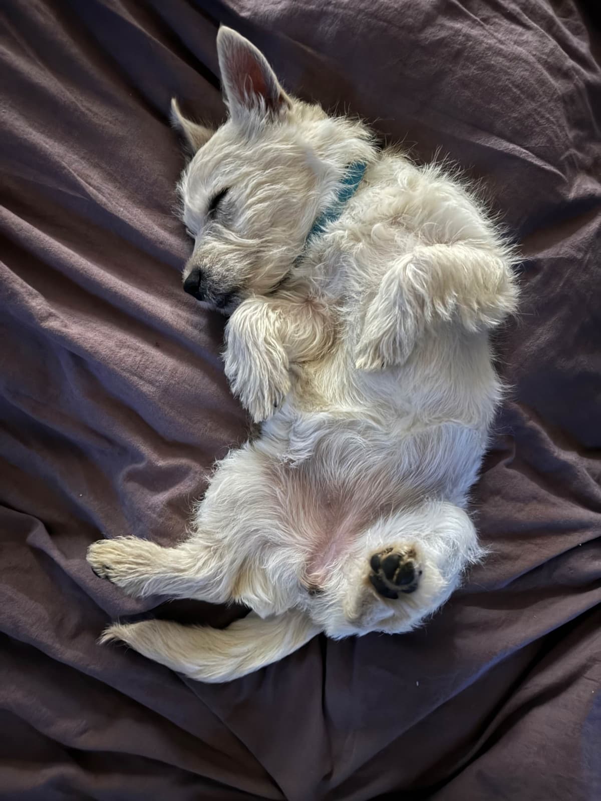 West Highland White Terrier Puppies breeder image 1