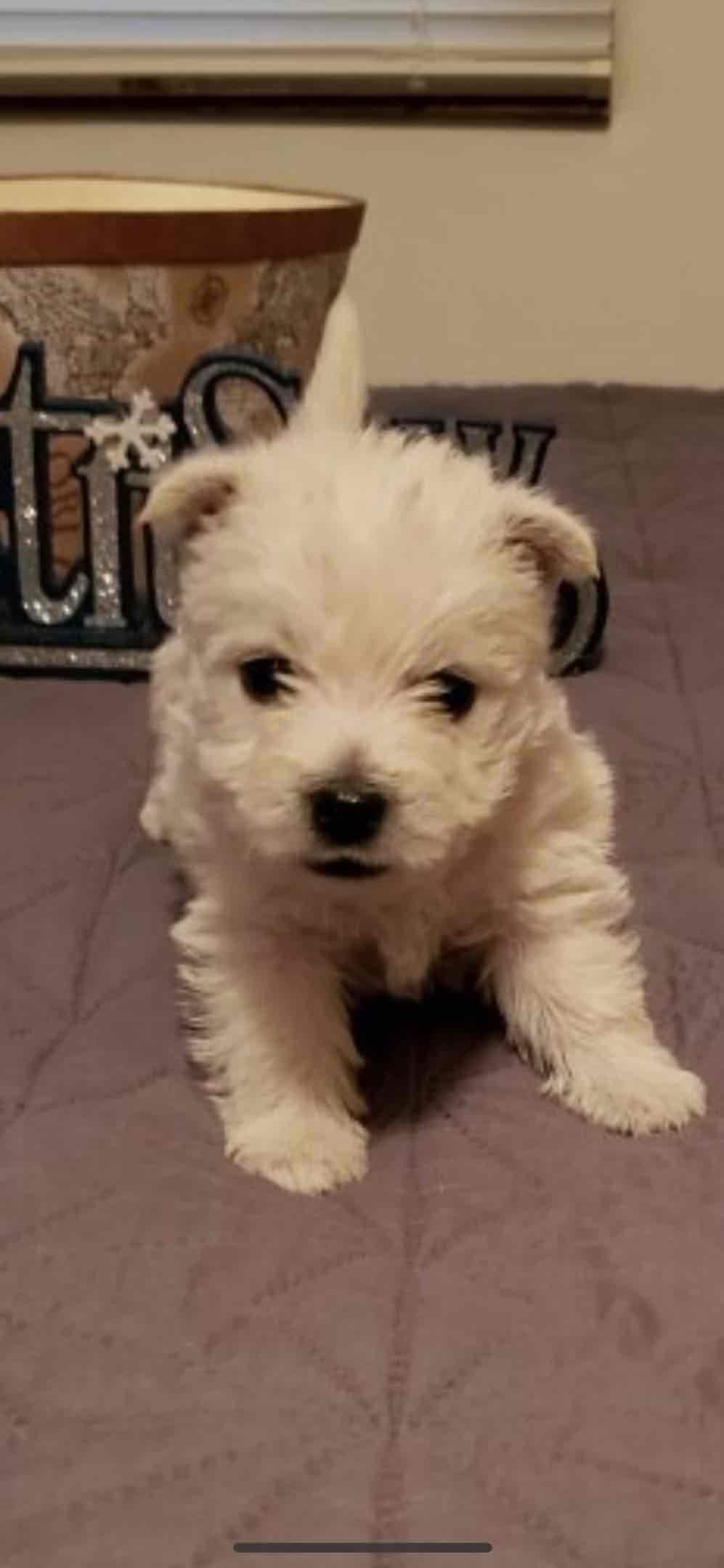 West Highland White Terrier Puppies breeder image 2