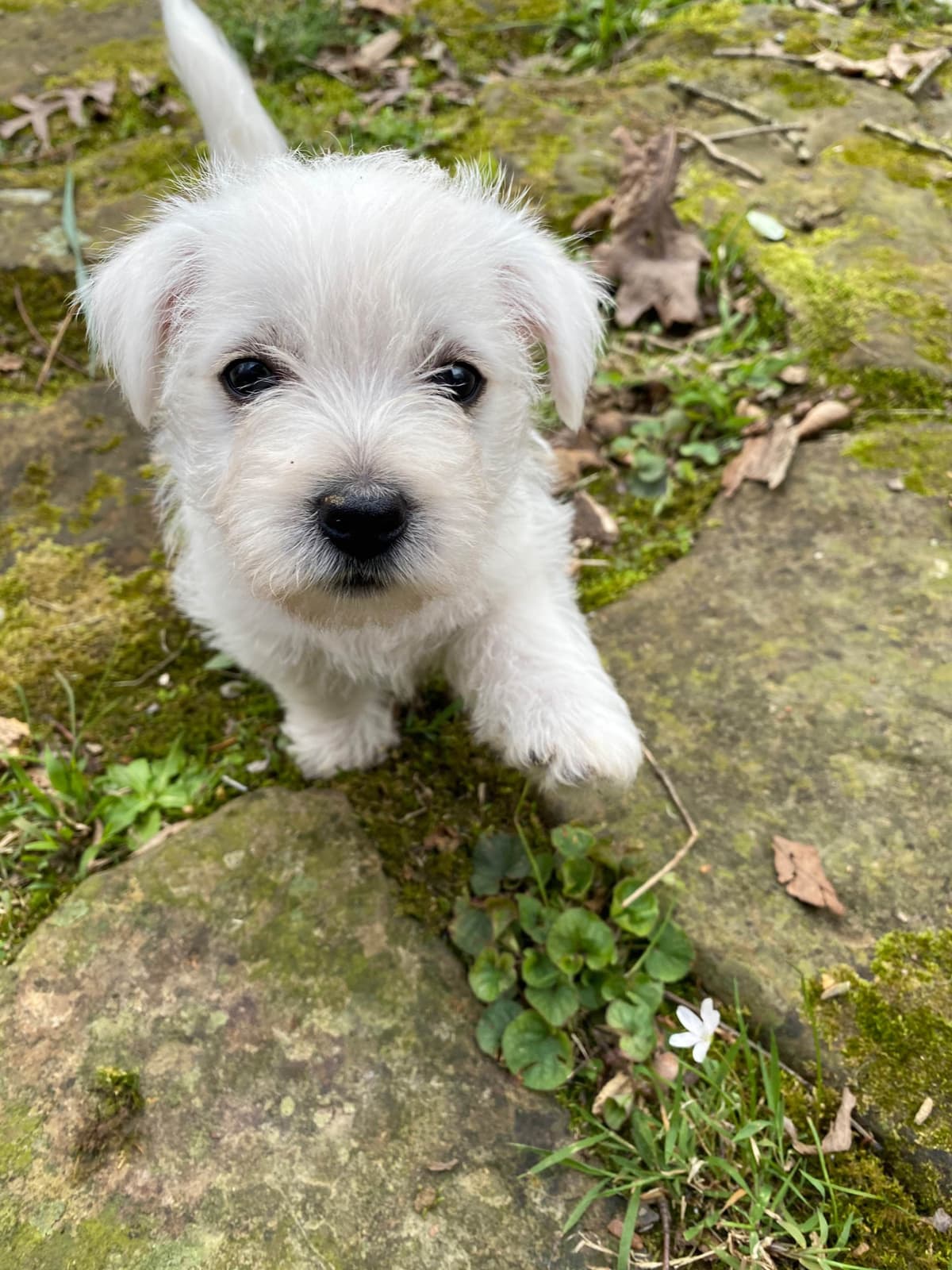 West Highland White Terrier Puppies breeder image 4