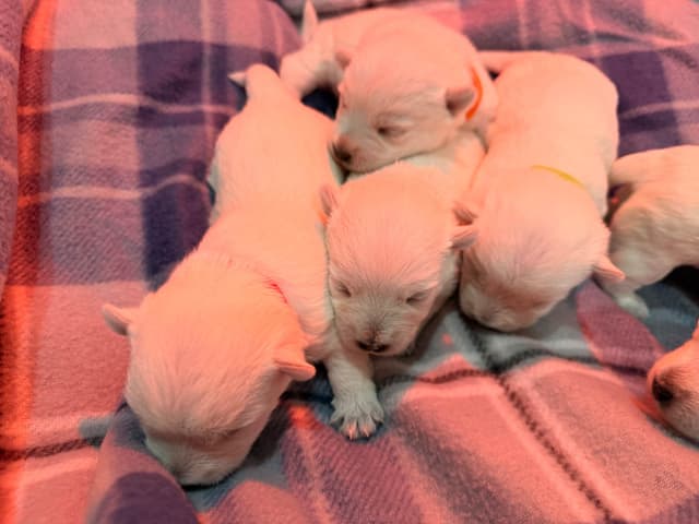 West Highland White Terrier Puppies media 9
