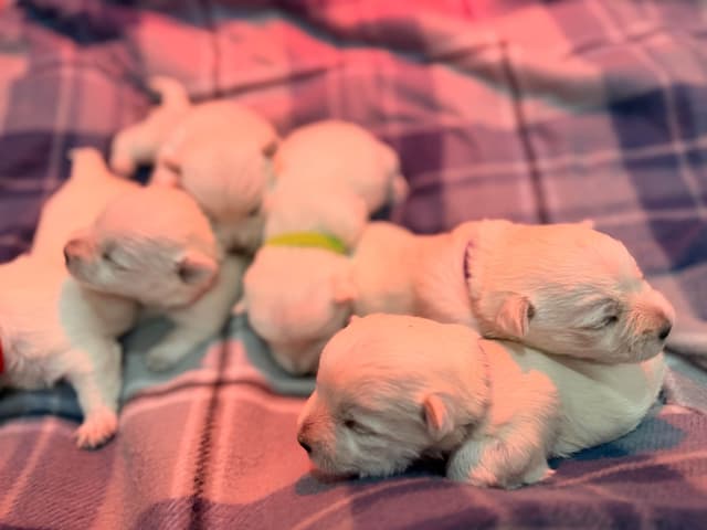West Highland White Terrier Puppies media 8