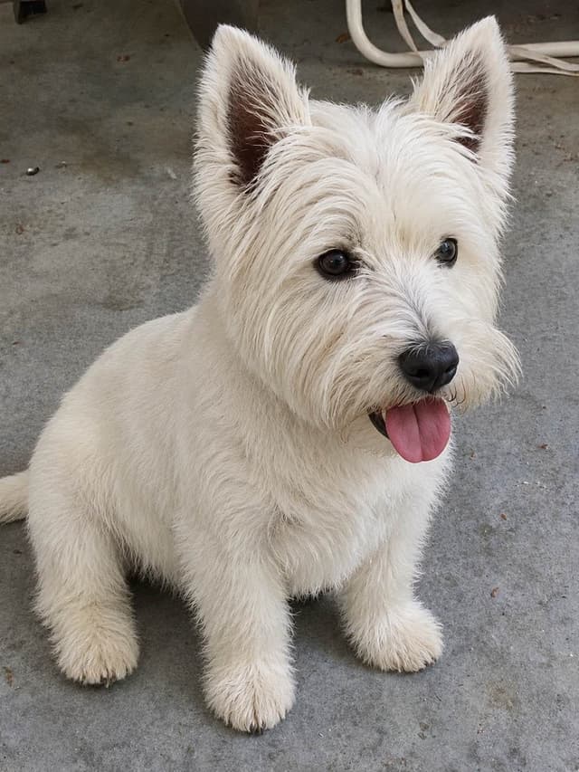 West Highland White Terrier Puppies media 10