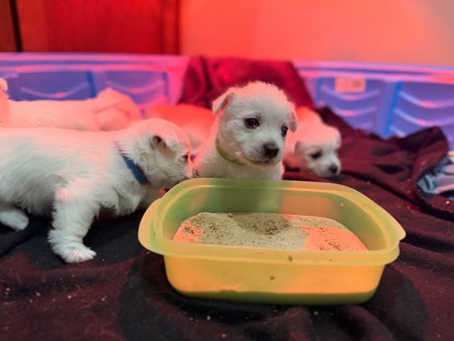West Highland White Terrier Puppies media 2