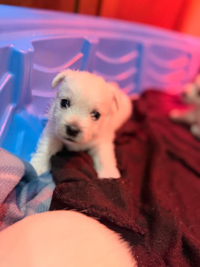 West Highland White Terrier Puppies media 4