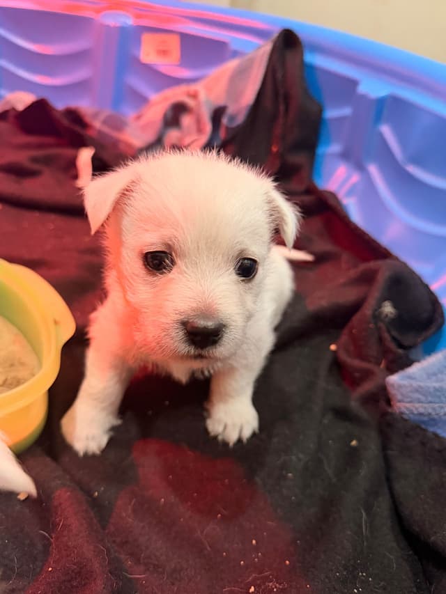 West Highland White Terrier Puppies media 3