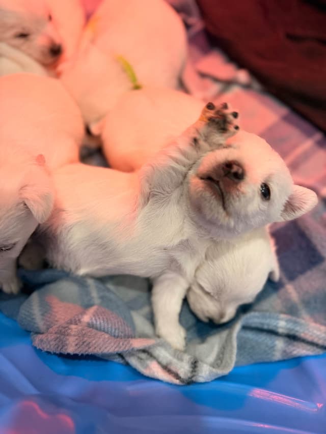 West Highland White Terrier Puppies media 6