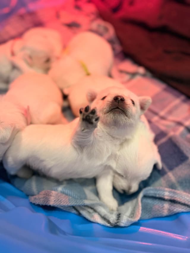 West Highland White Terrier Puppies media 7