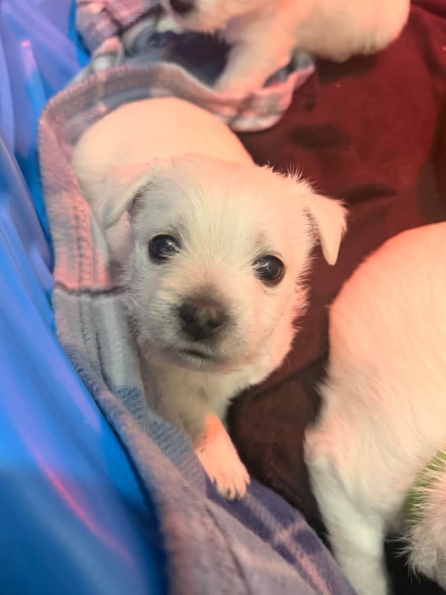 West Highland White Terrier Puppies media 5