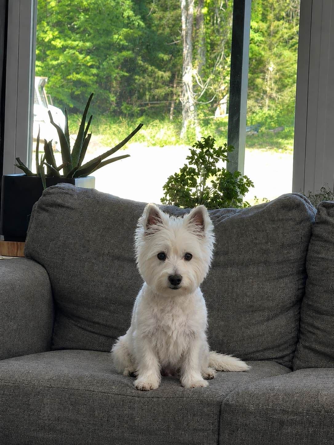 West Highland White Terrier Puppies breeder image 6