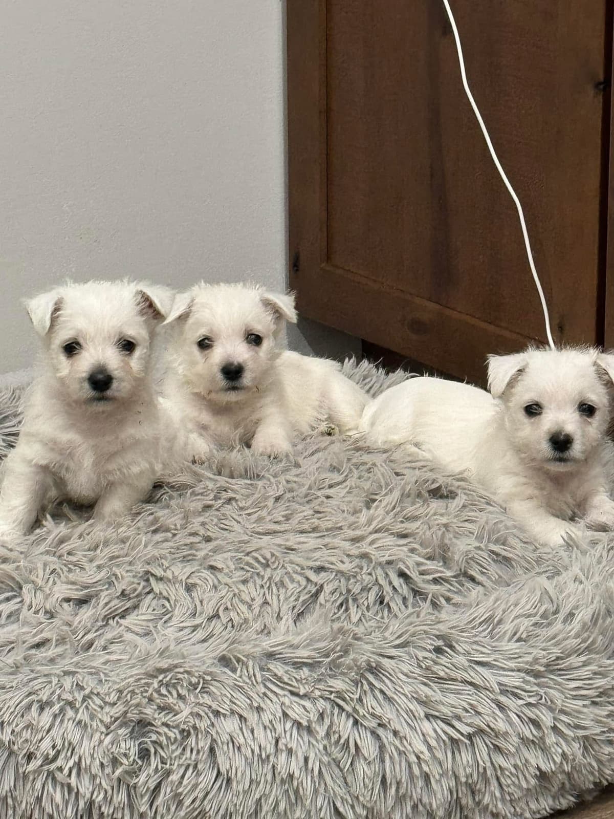 West Highland White Terrier Puppies breeder image 8
