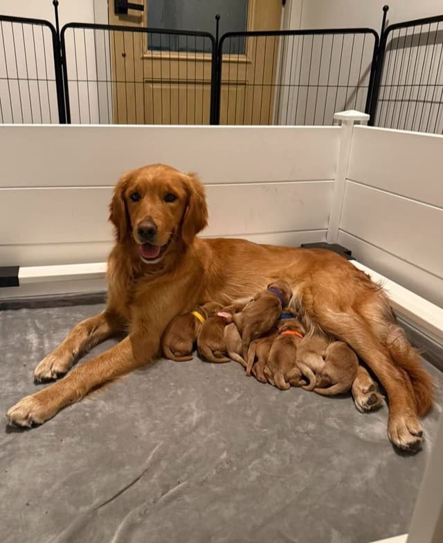 5 Month-old Male Golden Available media 2