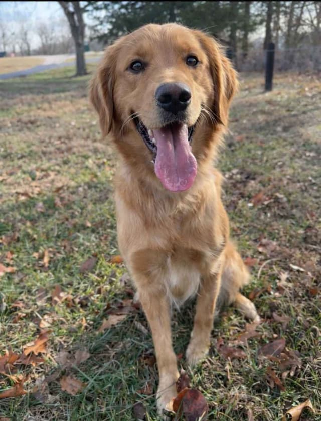5 Month-old Male Golden Available media 3