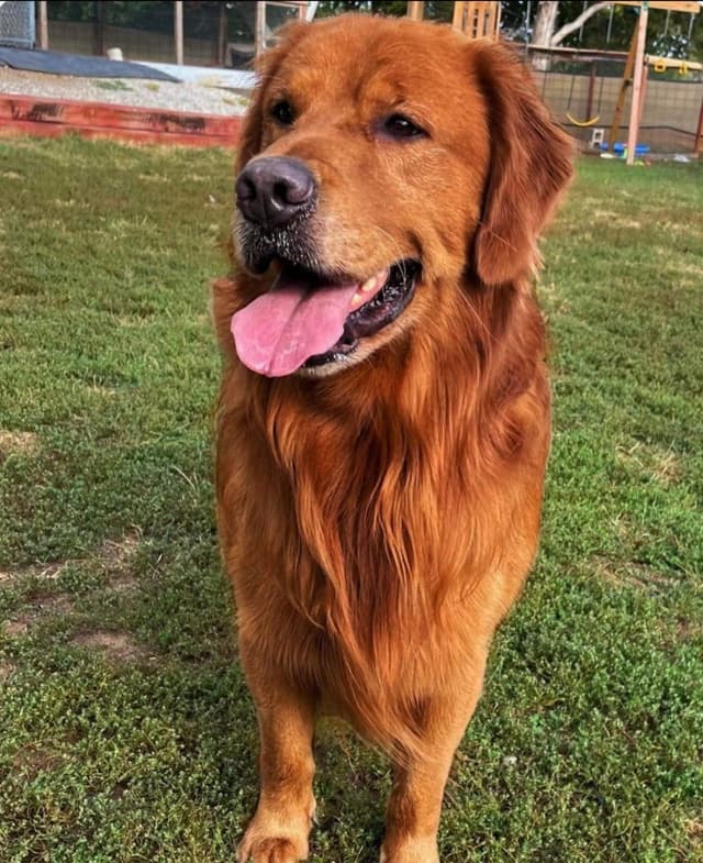 5 Month-old Male Golden Available media 4